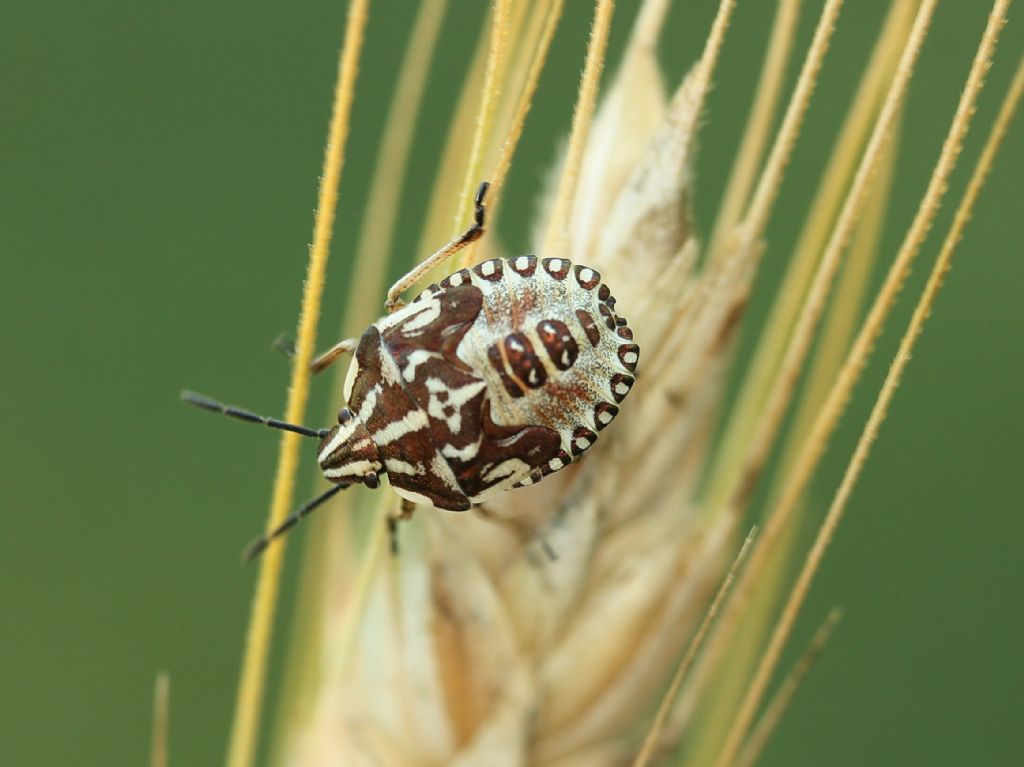 Ninfa di cimice (Carpocoris mediterraneus?)